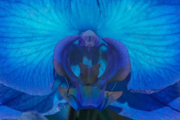 Közel Közepén Egy Kék Orchidea Virág Fényes Fényben — Stock Fotó