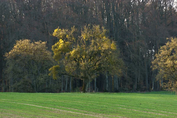 Árvore Coberta Luz Solar Dourada Frente Uma Floresta Início Primavera — Fotografia de Stock