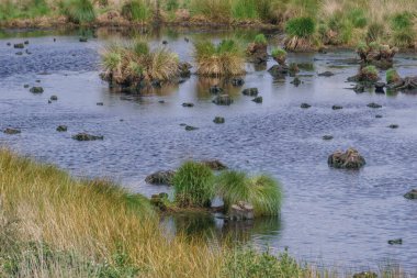 Almanya, Recker Moor 'da doğa koruma alanında çimenli bir bataklığın bataklık bölgesindeki göletin detayları