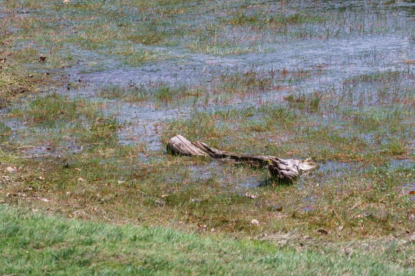 Madera Muerta Tronco Árbol Tendido Agua Pantano Con Hierba Creciendo — Foto de Stock