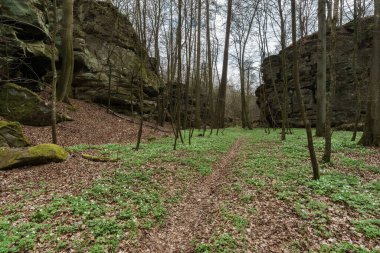 İlkbaharın başlarında orman, yerde yabani çiçekler ve arka planda kaya oluşumları, Mullerthal, Lüksemburg