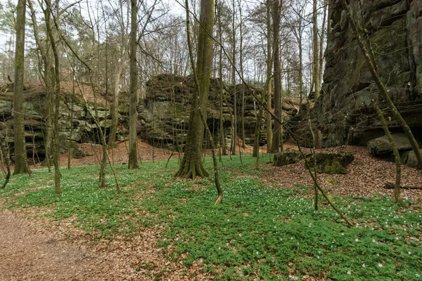İlkbaharın başlarında orman, yerde yabani çiçekler ve arka planda kaya oluşumları, Mullerthal, Lüksemburg