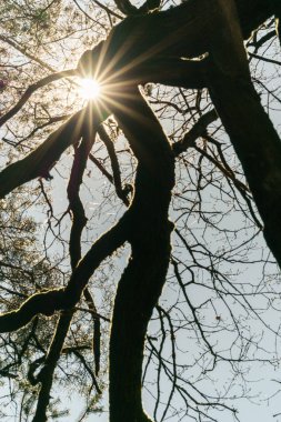 Arkaplanda parlayan yosunlarla bir güneş yıldızına çıplak bir ağaca bakmak.