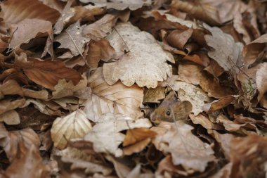 Küçük bir tarla faresi ormanda yaprakların arasında saklanıyor.