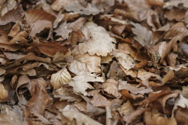 Küçük bir tarla faresi ormanda yaprakların arasında saklanıyor.