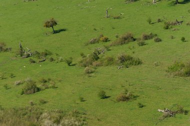Baharın ilk zamanlarında yeşil bir çayırda yüksek açılı bir manzara. Ağaçlar ve ölü ağaçlarla kaplı.