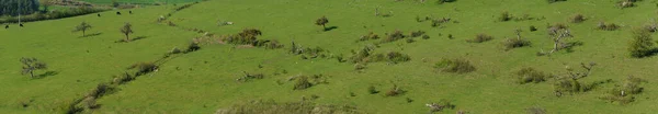 Panorama Green Meadow Early Spring Time Trees Dead Wood — Stock Photo, Image