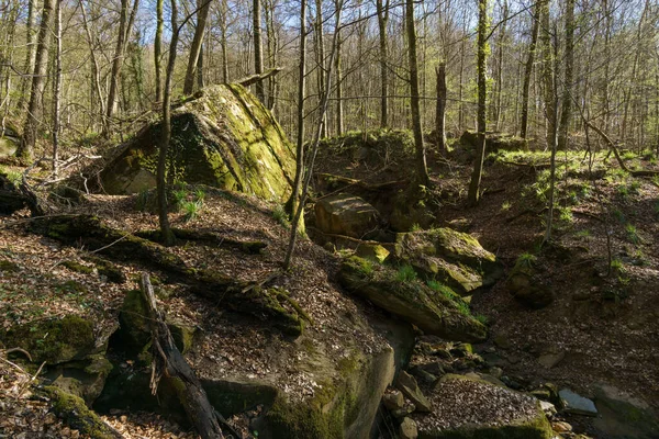 Mossy Rock Ground Beech Forest Early Spring Time Mullerthal Luxembourg — Photo