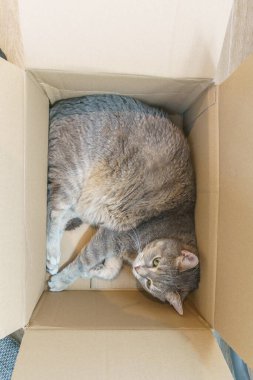 Kahverengi bir karton kutuda yatan gri bir kedinin üst görüntüsü.
