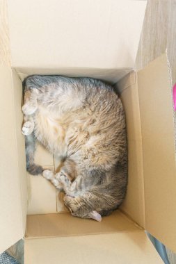 Kahverengi bir karton kutuda yatan gri bir kedinin üst görüntüsü.