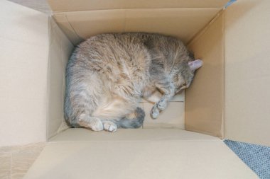 Kahverengi bir karton kutuda yatan gri bir kedinin üst görüntüsü.