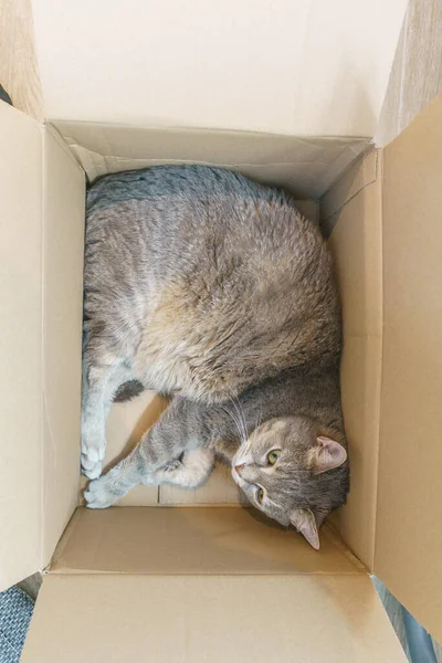 Kahverengi bir karton kutuda yatan gri bir kedinin üst görüntüsü.