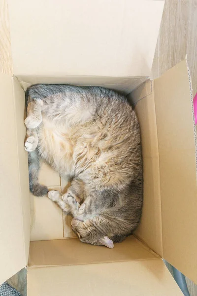 Kahverengi bir karton kutuda yatan gri bir kedinin üst görüntüsü.