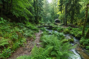 Gertelsbacher Şelaleleri 'nin deresi, Almanya' da Buehlertal, Kara Orman ve Buehlertal 'daki bir kulübenin yanı sıra, bir ahşap köprünün altındaki kara ormandan akıyor.