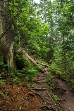 Almanya 'nın Kara Orman bölgesindeki Yasak Orman' da güzel doğa yürüyüşü yolu