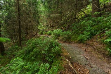Almanya 'nın Kara Orman bölgesindeki Yasak Orman' da güzel doğa yürüyüşü yolu