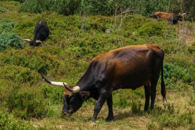 İskoçya sığırları yaz mevsiminde ormandaki bir çayırda, Almanya 'da Kara Orman' da