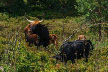 İskoçya sığırları yaz mevsiminde ormandaki bir çayırda, Almanya 'da Kara Orman' da