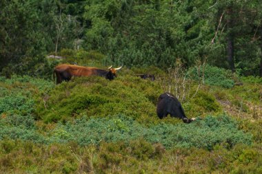 İskoçya sığırları yaz mevsiminde ormandaki bir çayırda, Almanya 'da Kara Orman' da