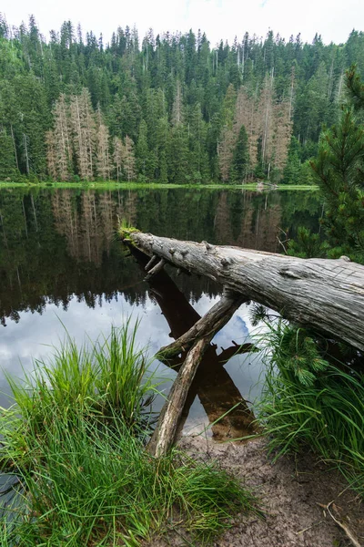 Wild Lake Black Forest Tranquil Water Surface Reflecting Fallen Tree — стокове фото