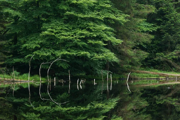 德国黑森林 黑森林 湖面平静 水面反射着树木和树枝 — 图库照片