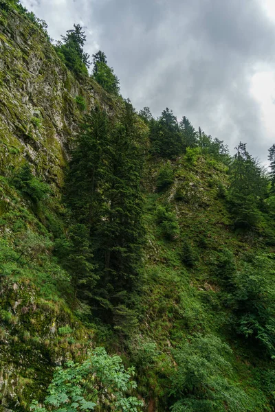 Fir Tree Front Solid Rock Wall Black Forest Germany — стокове фото