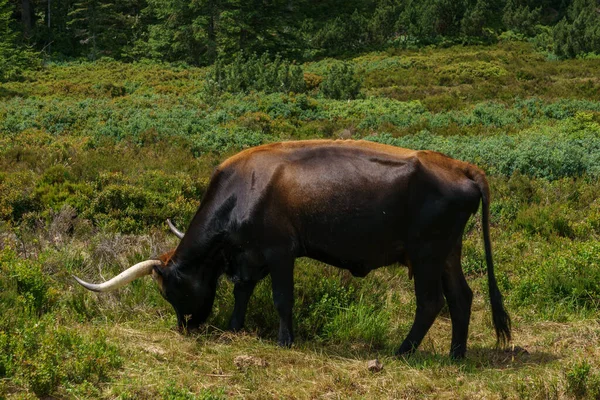 İskoçya sığırları yaz mevsiminde ormandaki bir çayırda, Almanya 'da Kara Orman' da