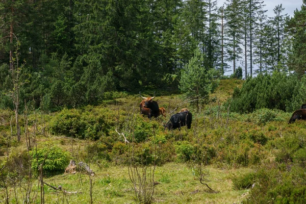 Scottish Highland Cattle Meadow Forest Summer Time Black Forest Germany — Fotografia de Stock