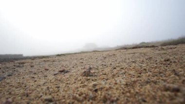 Many Talitrus saltator or beach fleas jumping in sand on a beach in Bretagne, France