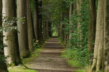 Belçika 'nın kenarlarında ağaçlar olan bir sokak oluşturan orman boyunca güzel bir yol.