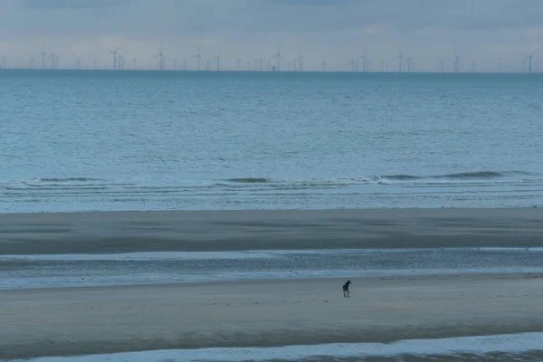 Offshore Windmolens Verte Van Noordzee Met Strand Silhouet Van Hond — Stockfoto