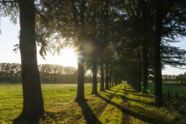 Kırsal orman yolu gün batımında altın güneş ışığıyla aydınlatılan ağaç geçidinde ilerliyor.