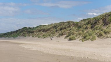 Kuzey Denizi 'ndeki kumsalda yeşil çimenler, Bray-Dunes, Fransa