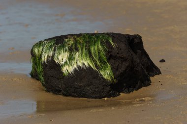 Deniz tabanındaki turba parçaları, üzerinde çimen olan dalgalardan sonra sahile vurmuş. Wissant, Fransa.
