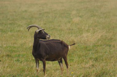 Kurak bir yaz boyunca çayırda otlayan bir kara keçi.