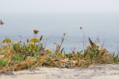 Arka planda deniz olan bir duvarın üstünde büyüyen yabani bir çiçek.