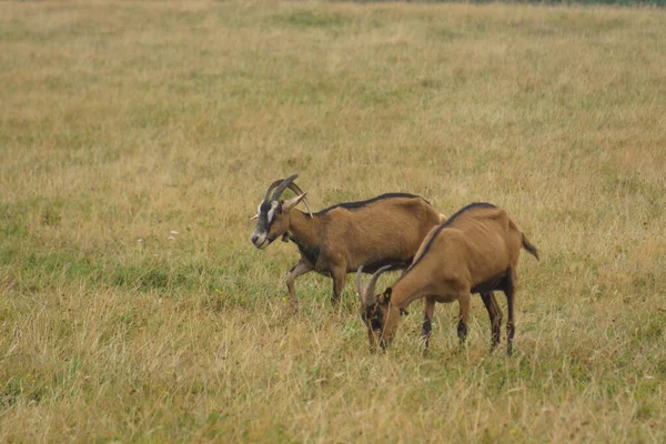 Duas Cabras Marrons Que Pastam Prado Durante Verão Seco — Fotografia de Stock