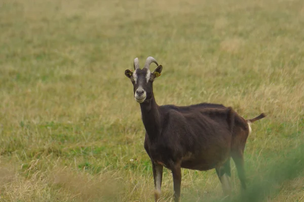 Eine Schwarze Ziege Weidet Während Eines Trockenen Sommers Auf Einer — Stockfoto
