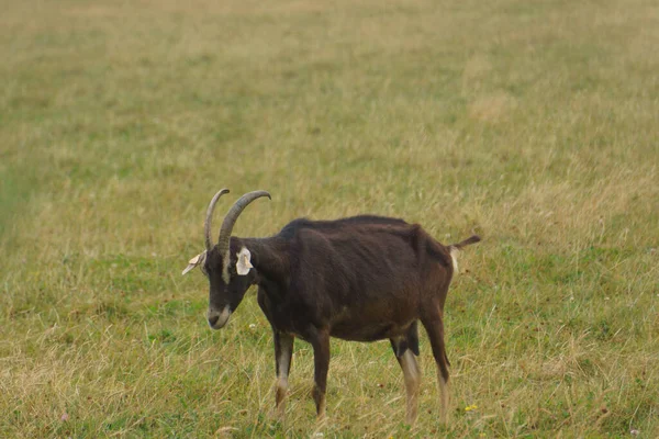 Uma Cabra Negra Pastando Prado Durante Verão Seco — Fotografia de Stock