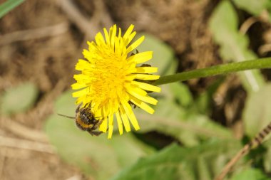 Sarı bir karahindibanın içinde oturan arıya yaklaş.