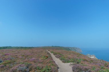 Cote d 'Amour' daki yürüyüş yolu Cap Frehel Deniz Feneri 'ne çıkar sisli bir yaz günü fundalarla kaplı kıyı manzarası boyunca, Brittany, Fransa