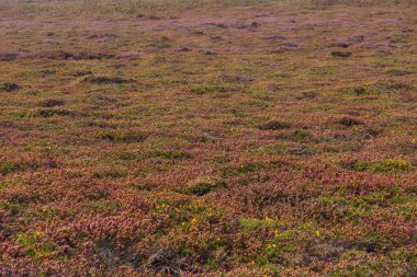 Renkli fundalıkların tarlası