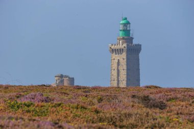 Cap Frehel deniz feneri yazın fundalarla kaplanmış, Cotes d 'Armor, Brittany, Fransa