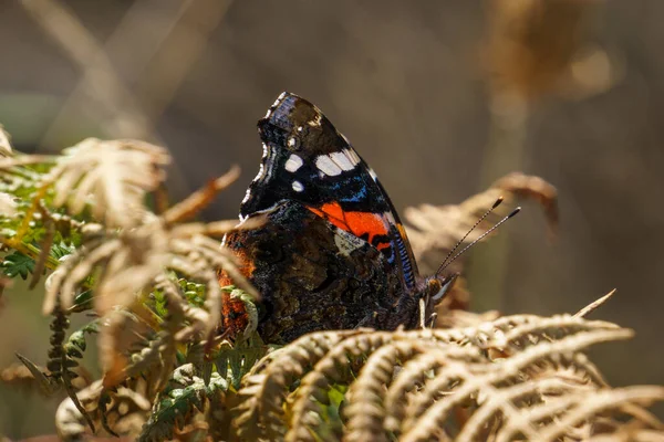 Macro Photography Red Admiral Butterfly Vanessa Atalanta Sitting Fern Plant — Stock Photo, Image