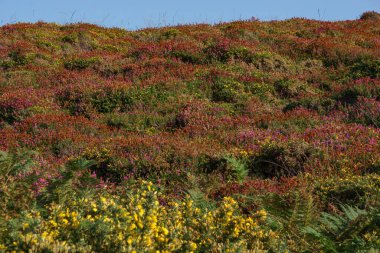 Renkli fundalık tarlaları ve açık mavi gökyüzü