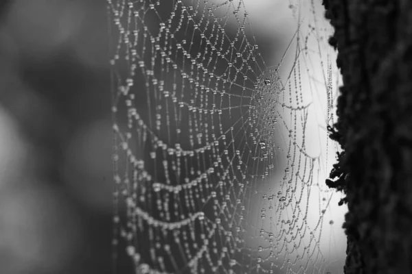 Örümcek ağının siyah beyaz makro fotoğrafçılığı ağaç gövdesindeki su damlalarıyla kaplıdır.
