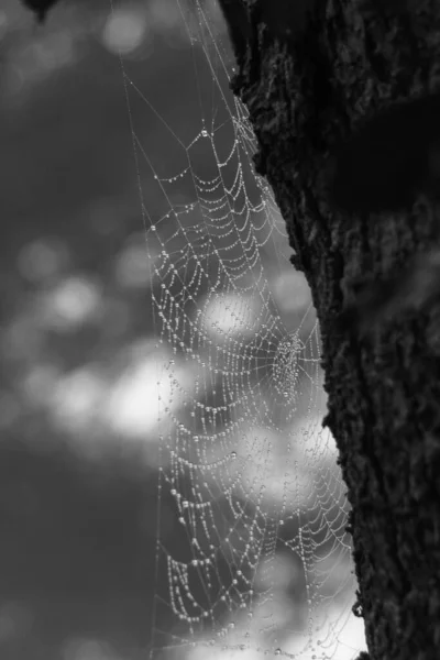 用水滴覆盖在树干上的蜘蛛网的黑白宏观摄影 — 图库照片