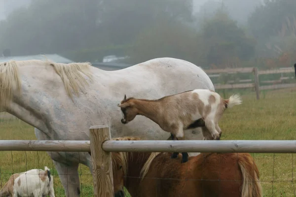 Eine Ziege Steht Auf Dem Rücken Eines Ponys Auf Einer — Stockfoto