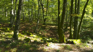 Güneş bu ağaçların yapraklarının arasından süzülüyor.