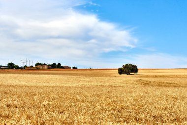 Kuru tahıl tarlaları hasat için hazır.